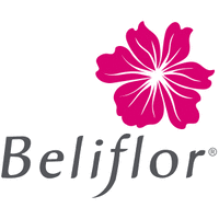 Beliflor Beliflor