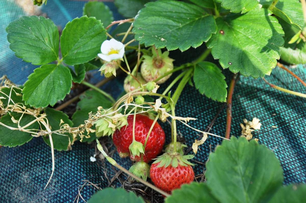 Les fraises locales sont là ! Les fraises locales sont là !